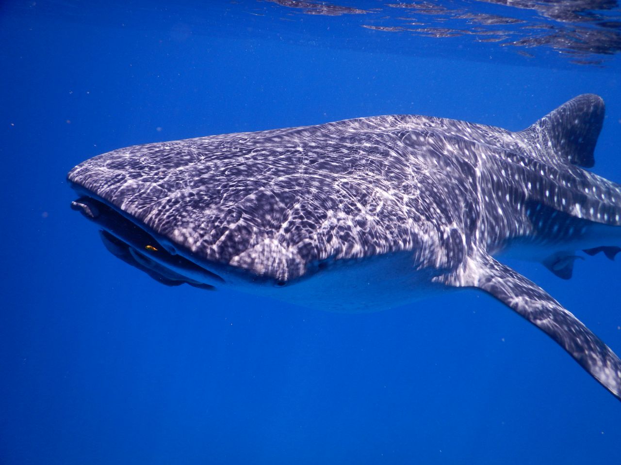 Whale sharks, Coiba's regular visitors