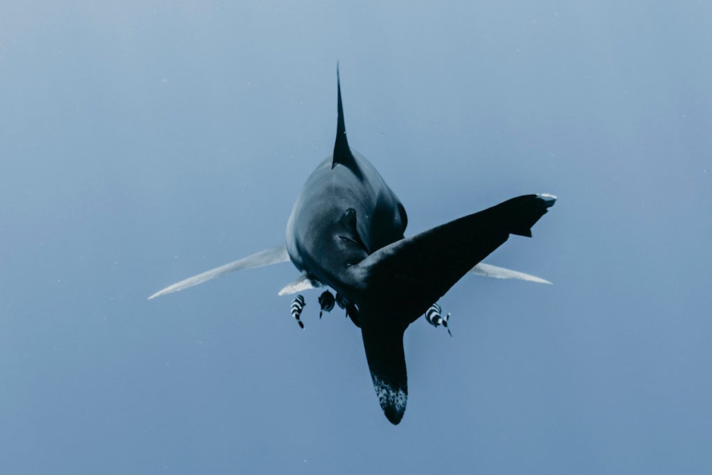 Reef shark