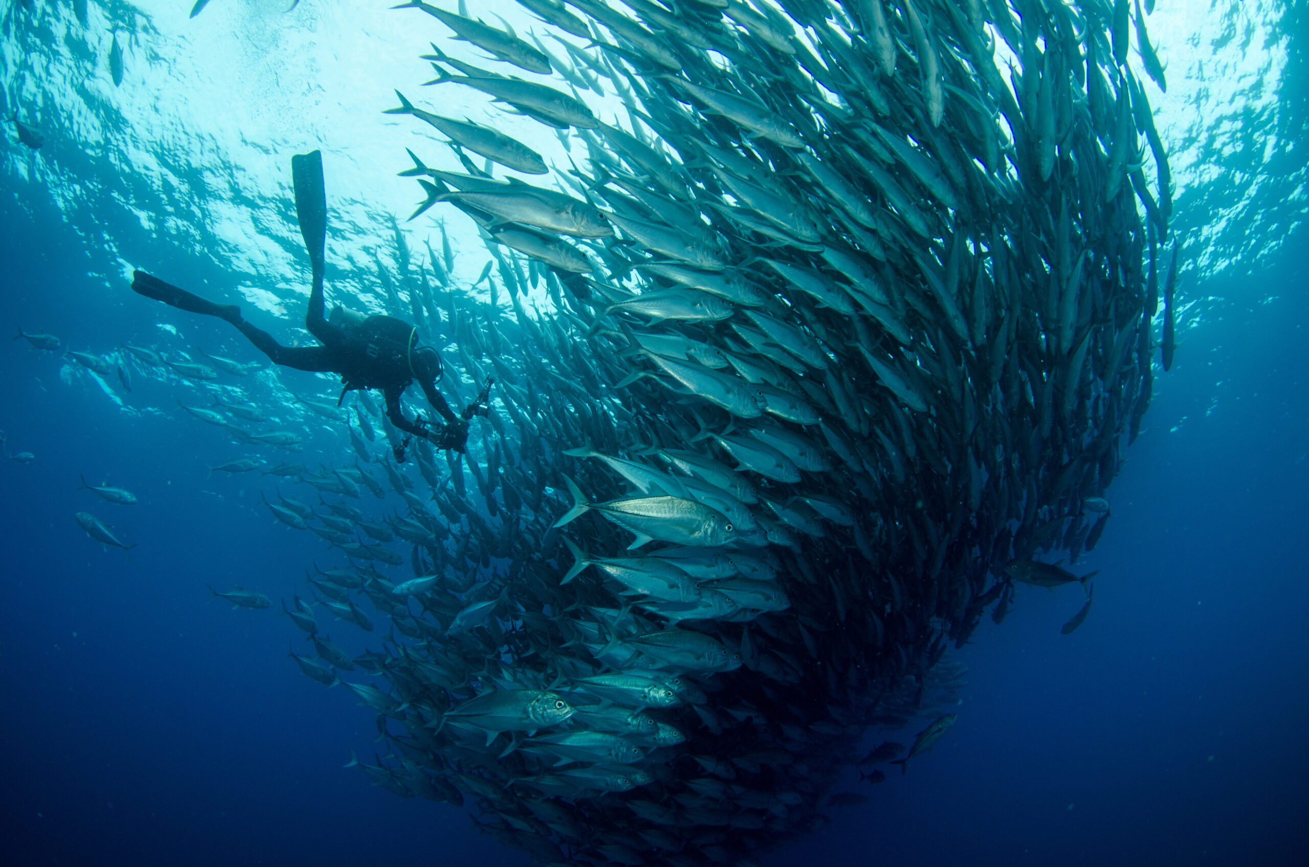 schooling big eye jacks